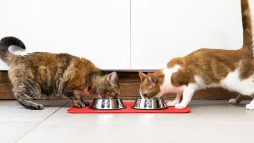 Due gatti che mangiano da ciotole uno accanto all'altro