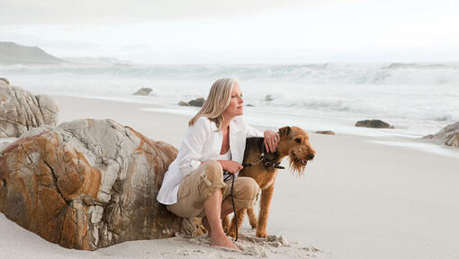 Airedale Terrier sulla spiaggia con la persona.