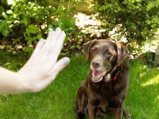 Cane che impara a rimanere