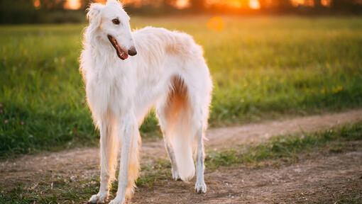 cane bianco borzoi che guarda a destra