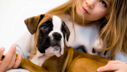 Una ragazza che tiene un cucciolo di pugile