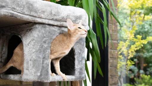 Gatto in un albero di gatto