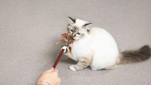 Gattino che gioca con una bacchetta di piuma