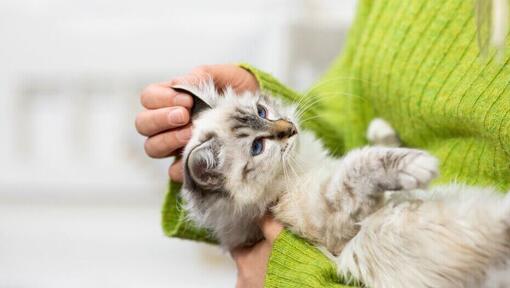  Il gattino frollato leggero che si tiene nelle braccia del proprietario