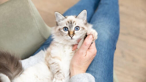  Gattino leggero frollato con gli occhi azzurri sul grembo del proprietario.