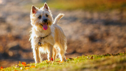 Cairn Terrier in piedi sulla collina