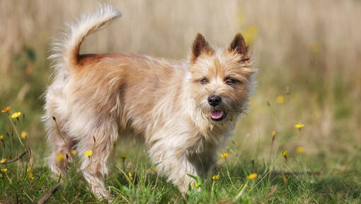 Cairn Terrier in un campo di fiori