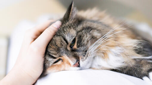 Gatto addormentato mentre è accarezzato