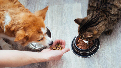 Gatto e cane che mangia dalle ciotole