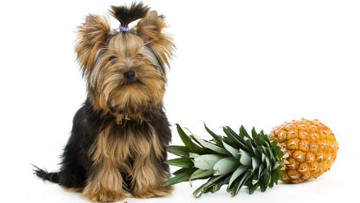 Terrier accanto all'ananas