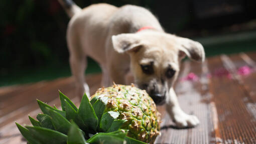 Ananas da fiuto cane