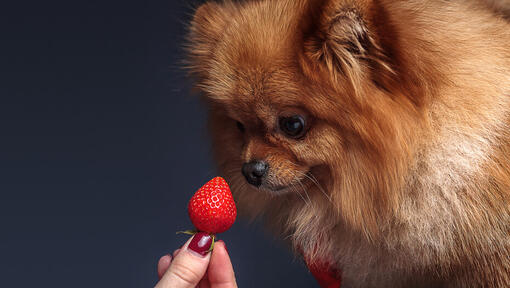 Pomeranian sniffing a strawberry