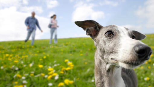 Chiuda in su del cane grigio che esamina la distanza