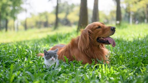 Gattino e cane sdraiato in erba lunga