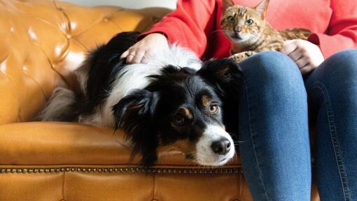 Cane e gatto seduti accanto al proprietario su un divano