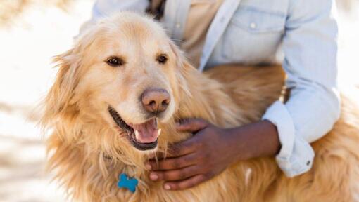 Cane con la bocca aperta essere accarezzata dal proprietario