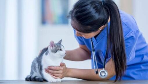 Gatto esaminatore veterinario
