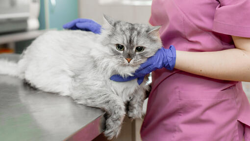 Il veterinario ispeziona un gatto grigio soffice