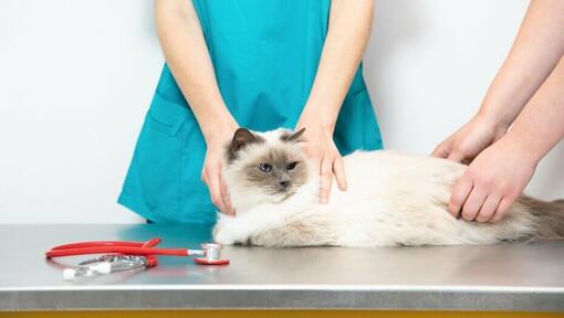 Fluffy white cat on vet table.
