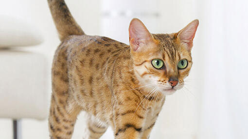 Chiuda in su del gatto del Bengala con gli occhi verdi