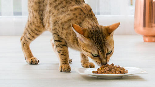 Gatto del Bengala mangiare cibo bagnato