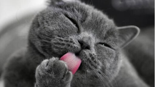 gatto che lecca una zampa