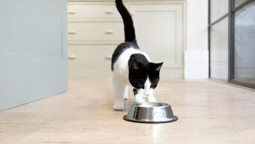 Gattino in bianco e nero guardando la ciotola di cibo.