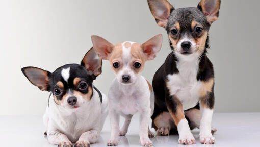 Tre chihuahuas.