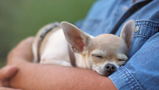 Chihuahua che dorme sulle mani dell'uomo.