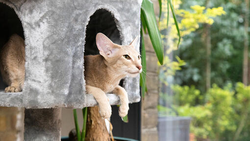 Gatto seduto nella casa del gatto rialzato