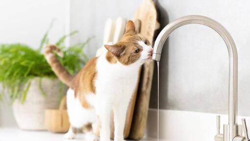 Acqua potabile del gatto marrone chiaro e bianco da un rubinetto.