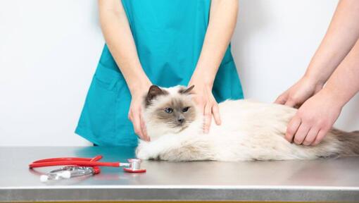 Gatto lanuginoso bianco che si siede sul tavolo del veterinario.