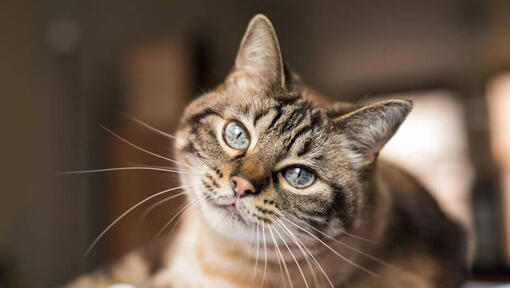 Gatto frollato scuro con gli occhi grigi che si sdraiano.