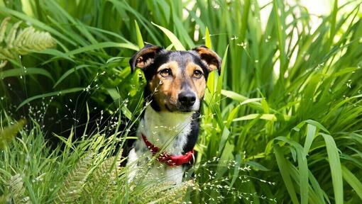 Piccolo cane che si siede in erba alta.
