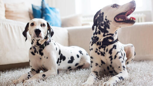 Cane Dalmata: carattere, alimentazione, vita media