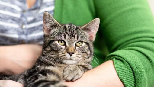 Gatto frollato scuro che si siede nelle braccia del proprietario.