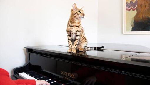Gatto del Bengala seduto su un pianoforte.