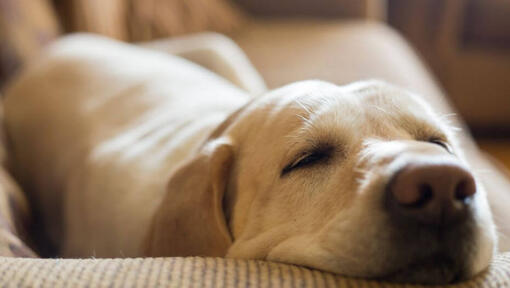 Labrador addormentato su un divano