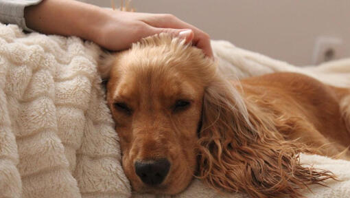 Cane che dorme mentre è accarezzato dal proprietario.