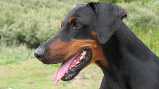 Dobermann che guarda a sinistra