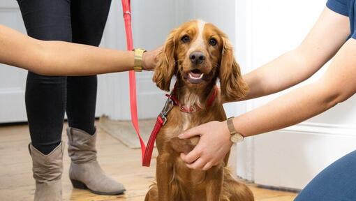 cucciolo di essere esaminato da un veterinario