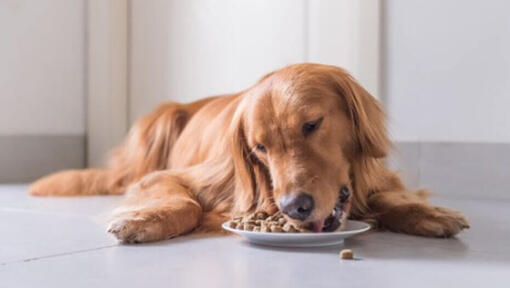 Golden Retriever che stabilisce mentre si mangia