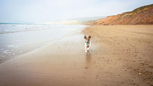 Jack Russell in esecuzione lungo una spiaggia con scogliere