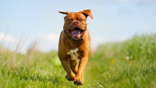 Felice Dogue de Bordeaux in esecuzione nel campo