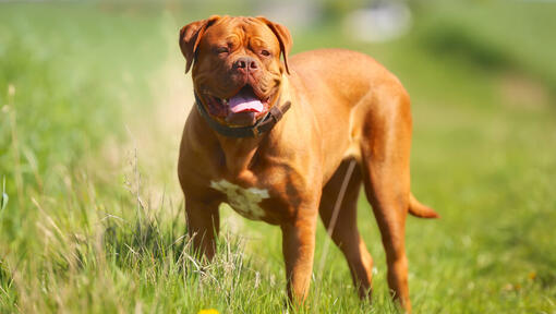 Dogue de Bordeaux in piedi sull'erba