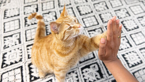 Gatto dando il proprietario un alto cinque