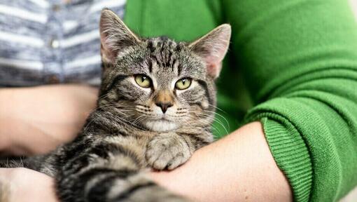 Gatto senior cullato dal proprietario