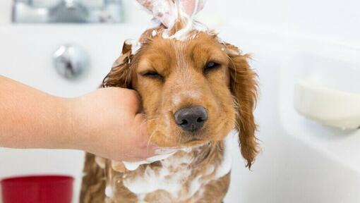 Cucciolo con shampoo strofinato sulla testa