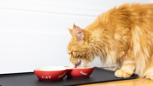 Ginger Bruffy Cat che mangia da una ciotola