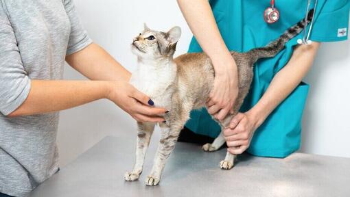 Veterinario che esamina un gatto